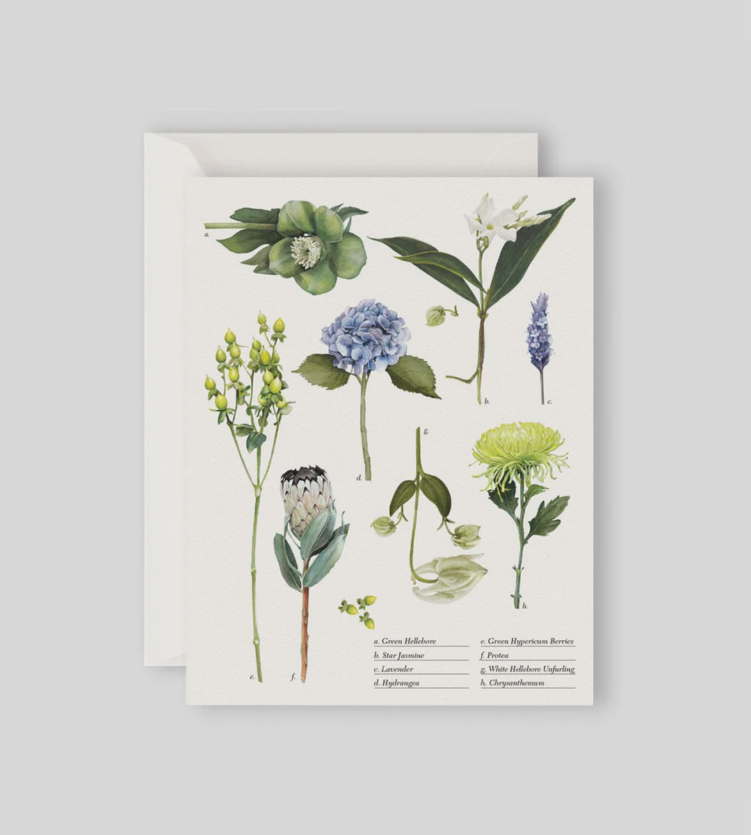 Father Rabbit Card | Botanical Collection